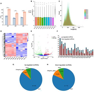 Expression Profiles of Circular RNA in Aortic Vascular Tissues of Spontaneously Hypertensive Rats